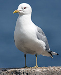 P-G Bentz Vinjettbild på arten