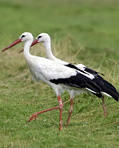 Jens B Bruun Vinjettbild på arten