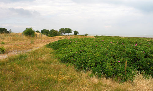 Knösen, sjösidan