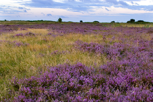 Blommande ljung, på ljungen